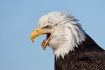 Screaming Eagle