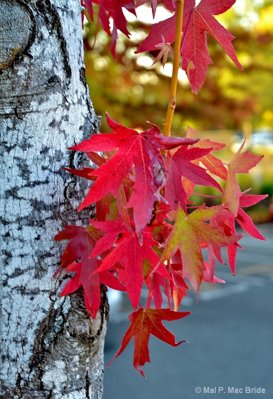 Autumn Leaves - ID: 13458456 © Malcolm Mac Bride