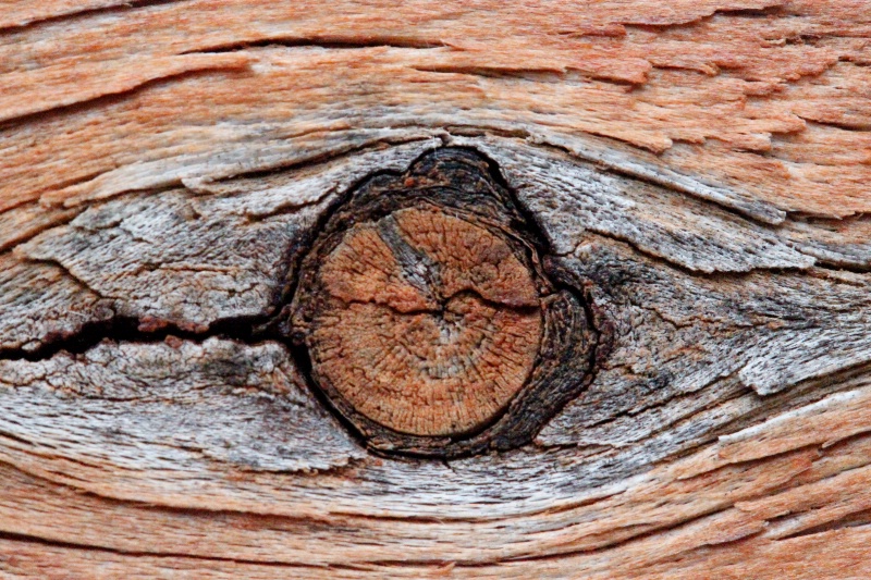 Wooden stare