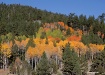Color Infestation