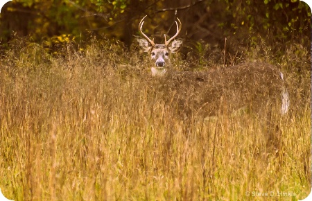 A Perfect  Camouflage