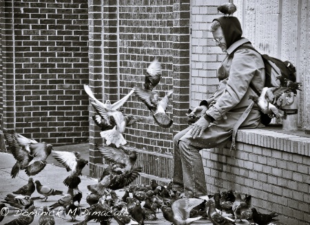 ~ ~ MAN AND THE PIGEONS ~ ~