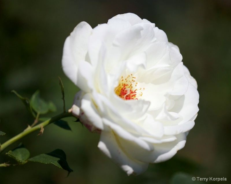a nice rose - ID: 13459828 © Terry Korpela