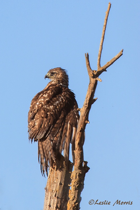 Red-tailed Hawk - ID: 13459844 © Leslie J. Morris