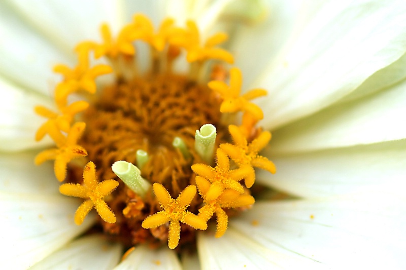 zinnia detail