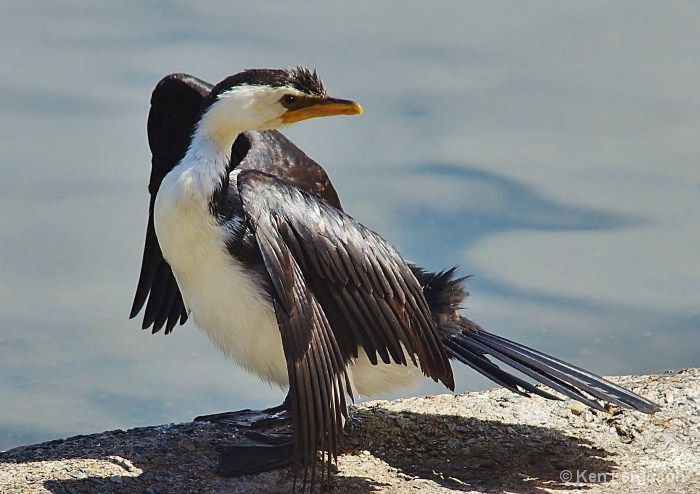 Pied Cormorant - Out to dry