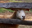 Sheep Portrait