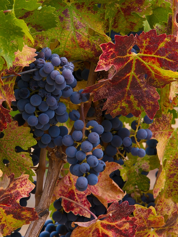 wine grapes #2