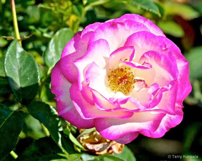 a nice rose - ID: 13464191 © Terry Korpela