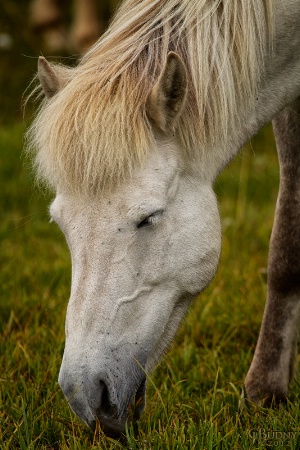 Icelandic Horse