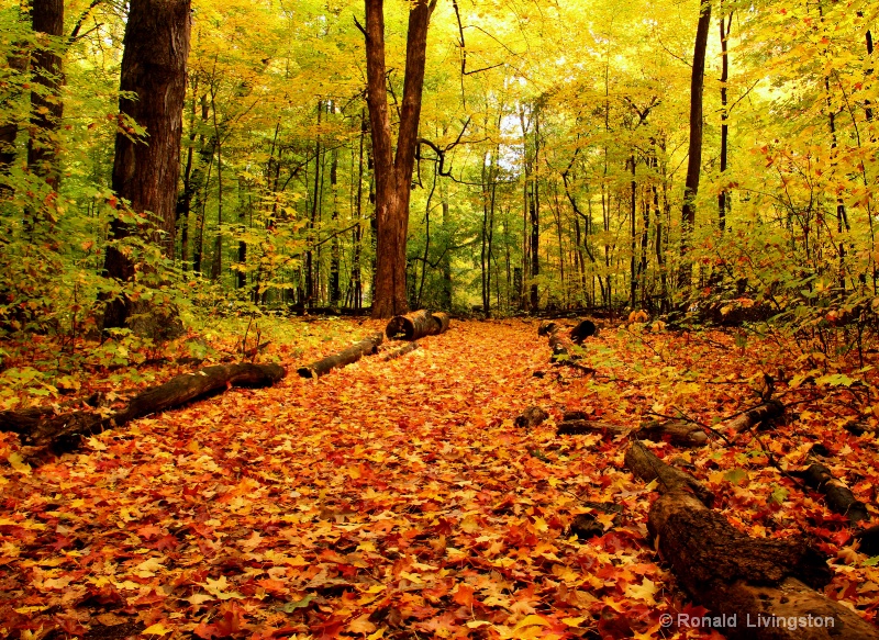 Surreal Forest