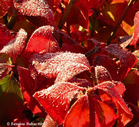 Frost On Our Burning Bush