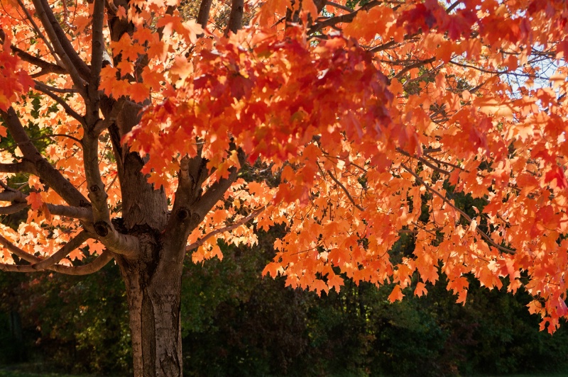 Boyds Lake Fall Tree