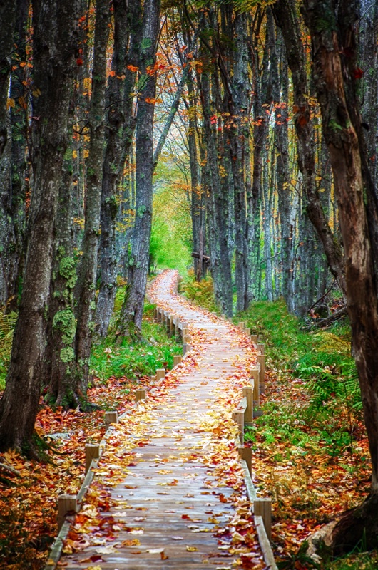 A Walk Through Autumn