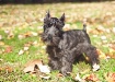 Tootsie