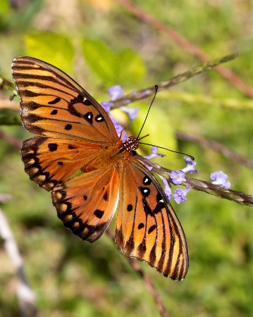 Gulf Fritillary Butterfly