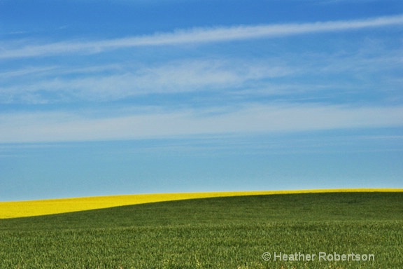 Yellow green field