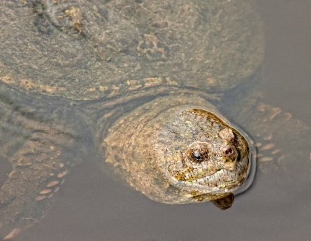 Snapping Turtle