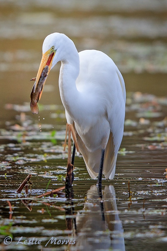 On the Menu Today:  Catfish - ID: 13465212 © Leslie J. Morris