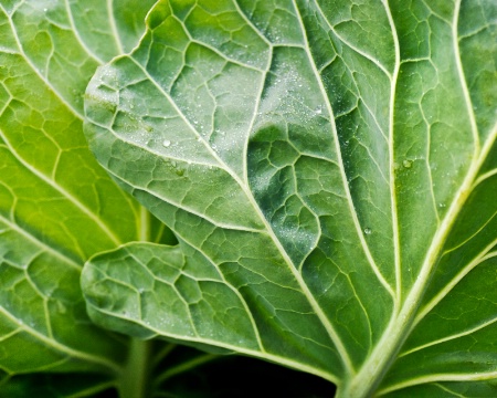 Brussel Sprout Leaves