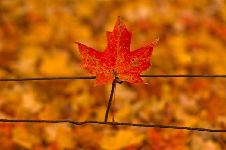 ~ Canadian Fall ~