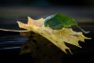 Katydid