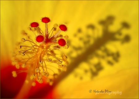 Center of a flower