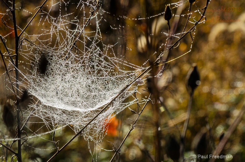 What a web we weave