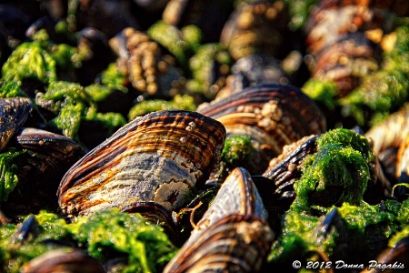 Low Tide Zone Mussels 