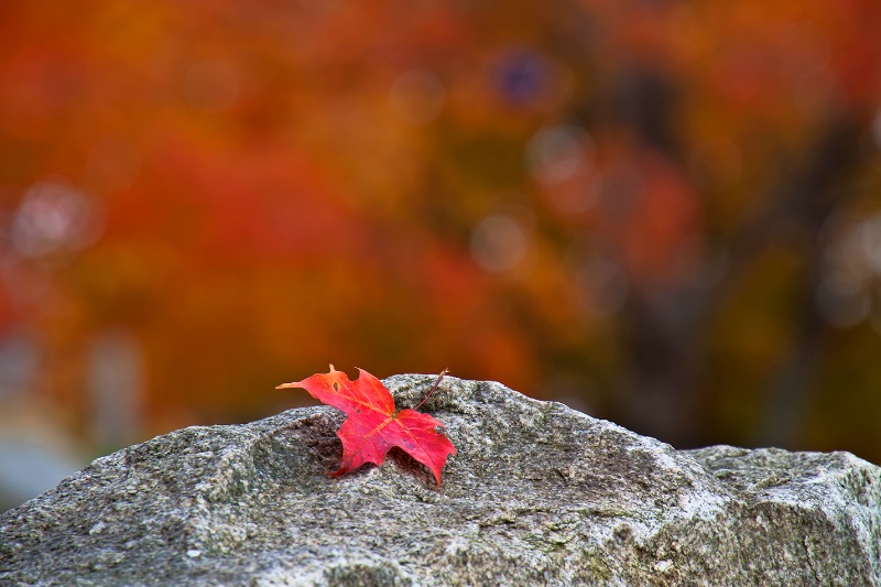 Reminiscing Autumn  - ID: 13466790 © Jeff Robinson