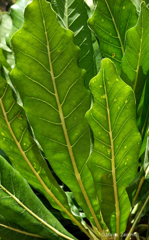Greenleaves