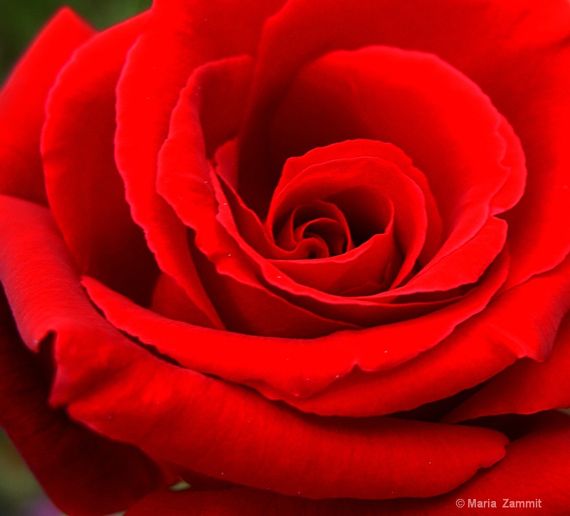 Reddest Rose