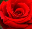 Reddest Rose