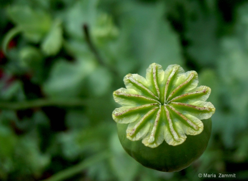 Poppy Pod not IPOD