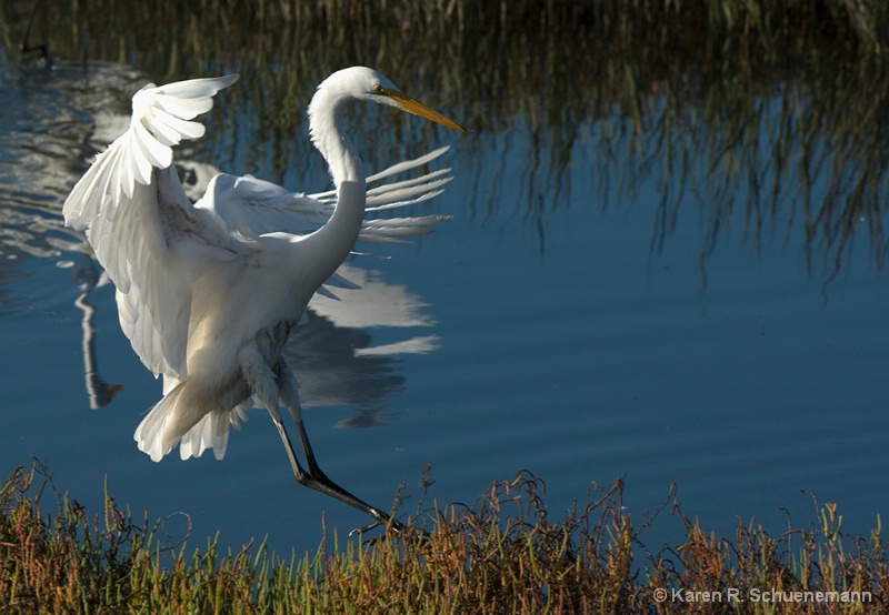 Great Egret