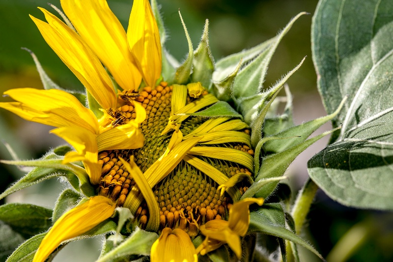 Emerging Sunflower