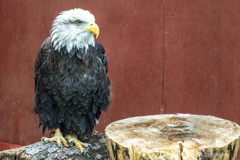 Bald Eagle at Pueblo Raptor Center