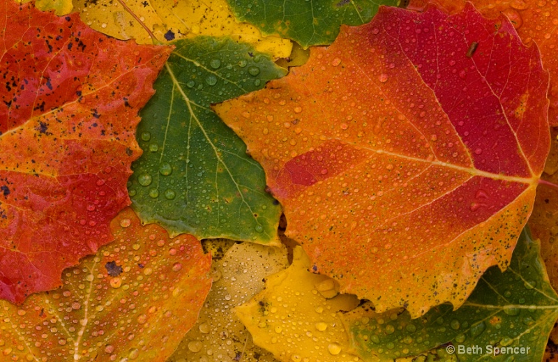  Fall Aspen Leaves
