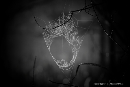 SPIDER WEB