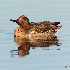 © Leslie J. Morris PhotoID # 13468350: Green-Winged Teal