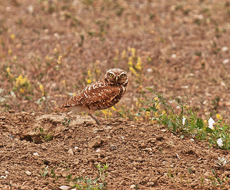 burrowing owl and burrow