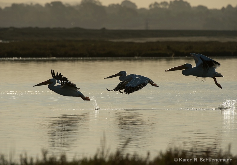 White Pelicans at Sunrise