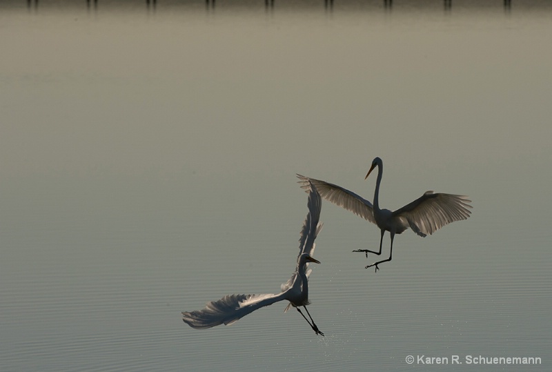 Dancing Egrets