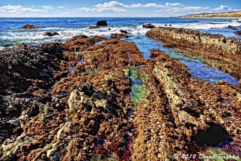 Sea Creatures at Low Tide 