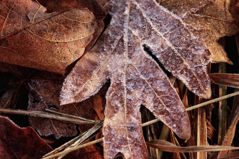 Autumn Frost