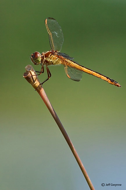 Wandering Glider Dragonfly - ID: 13468854 © Jeff Gwynne