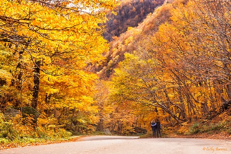 Fall Stroll