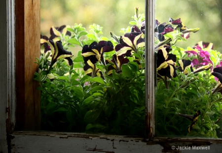 Pane in the Petunia