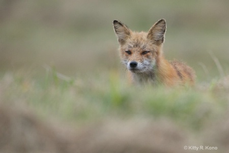 Fox in the Grass