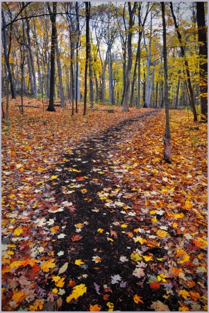 Path Through Autumn